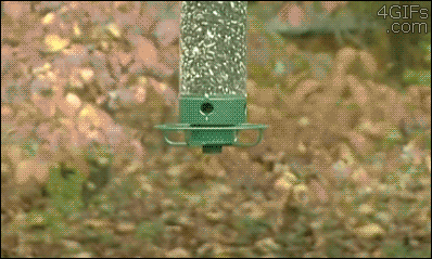 http://reho.st/gif/0fc4f33eb47343adebd0e1231c9a3273761bb687.gif