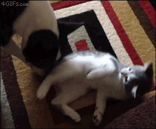 http://reho.st/gif/100385f5935a47b21662939c3e4eec89b606f282.gif
