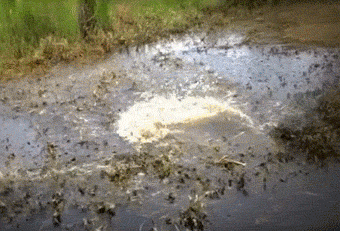 http://reho.st/gif/1057a499851dbfff82973eda132df2eefc8ac3e2.gif