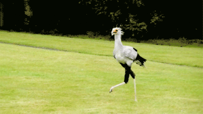http://reho.st/gif/12d110701b64ba07bdf25ef19e34e8ca934d46ed.gif
