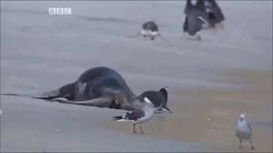 http://reho.st/gif/136f5d619ad416415cd3da11cadf64582b53bb79.gif