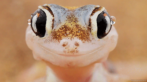 http://reho.st/gif/138c980f35236d01d8507b258fc104f228471ff9.gif