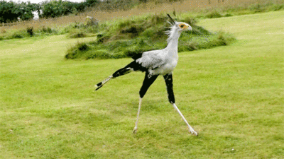 http://reho.st/gif/14c9af222afbc2fde70acd6d26e7fd9748b5461a.gif