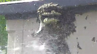 http://reho.st/gif/1513012e04a82cbd51b2f02d4be437ce5305890e.gif
