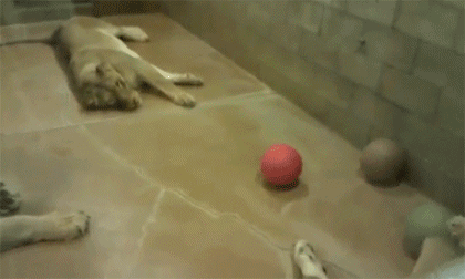 http://reho.st/gif/17b02c0c201c395d35946466ec35083dc8af6444.gif