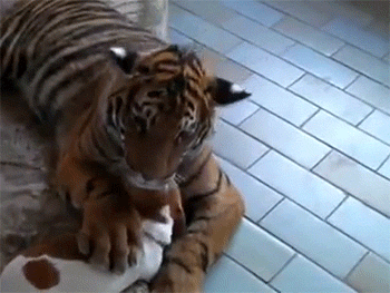 http://reho.st/gif/17b7560acf284674ec58d899c958cfb3b5c4d1b5.gif