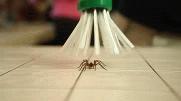 http://reho.st/gif/19aedef84b2aa30b183f590d49e97e7375e8cfcc.gif