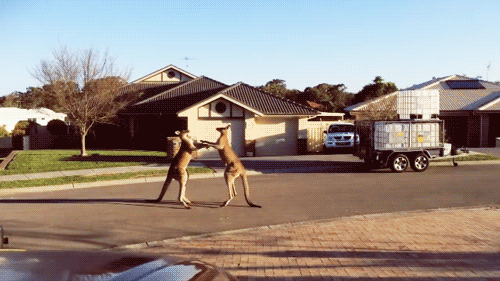 http://reho.st/gif/19c2b35309128b9542df6975345c1829892c880d.gif