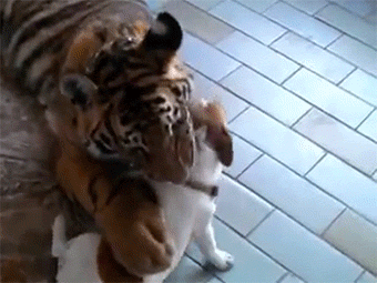 http://reho.st/gif/1a2c465572387a90fc4b08b55cd5670f402f0ab5.gif