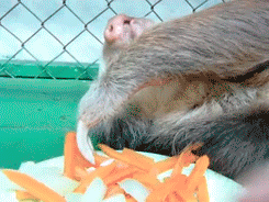 http://reho.st/gif/1a3e80bfecba779ded486157b43b47bb3570097b.gif