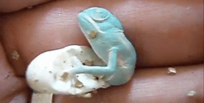 http://reho.st/gif/1b99711e1d9a10eee5fd7f1b690547e6d90555c5.gif