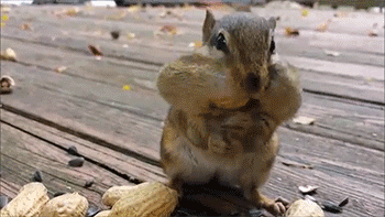 http://reho.st/gif/1bc3b3d067baf7806e22aba6e5808a018a95b93f.gif