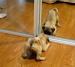 http://reho.st/gif/1cab1c437b25daeaee48c4afc79d4c29ca039829.gif