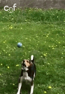 http://reho.st/gif/1cc9082d75268a218ef1e55e793859d53c0e8e1e.gif