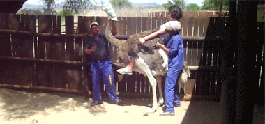 http://reho.st/gif/1e281a46d6085f220df4b994455319a23b0e1b0c.gif