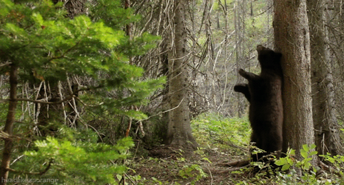 http://reho.st/gif/1e93cd62ff843f0b3d939dac2b1cfcd8aaeb9744.gif