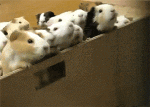 http://reho.st/gif/1ea6f2ca42ab12eeca26eab2b3fe2a9d77171d3f.gif