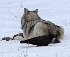 http://reho.st/gif/22575041f4a8ddf7b6666df3dadff25b7122702c.gif
