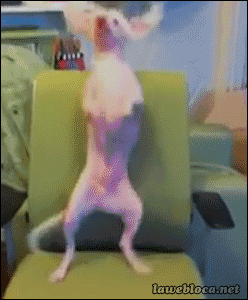 http://reho.st/gif/23c0048f9d9d2dc3ce49d034e296a11729bb8224.gif