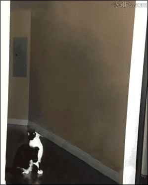 http://reho.st/gif/23ca252ecd110590acf1f7fe036a5dfadbb136b7.gif