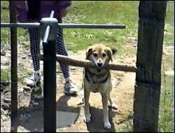 http://reho.st/gif/24cd9db4c1458397315a95bf6f10714c30361839.gif
