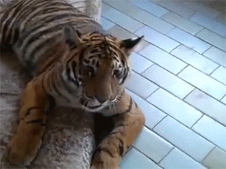 http://reho.st/gif/25931a1ea7d3acae285373bc196290635bce5e01.gif