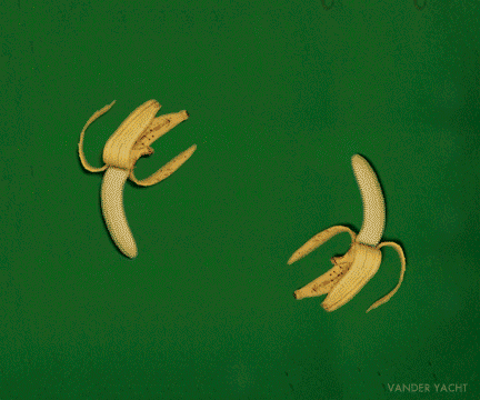 http://reho.st/gif/2594d9450533e623523d601634f65daf2d20cc10.gif