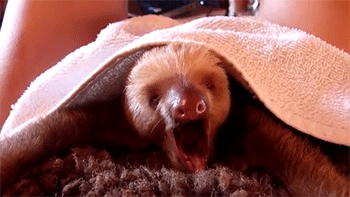 http://reho.st/gif/25c49ddc879fad3457796d48368da4275ee62977.gif