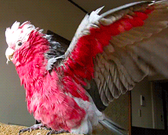 http://reho.st/gif/26431013813e3e93b532453fdc64b1f063571e33.gif