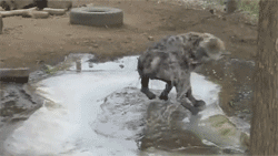 http://reho.st/gif/271e7ab005c22ff6ac21b0d01c4ac3a1211286b4.gif