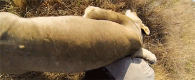 http://reho.st/gif/286f717af74af9ab1232f4bba34f5a01d41dba4e.gif