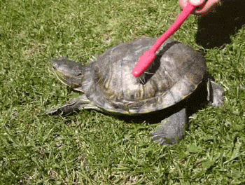http://reho.st/gif/2aae07a83044315ae28f68847ecb2dd31ac5bacf.gif