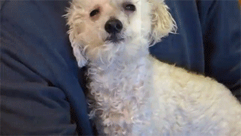 http://reho.st/gif/2abd3fd6325f91208c50b61c6a50750b6067ddd9.gif