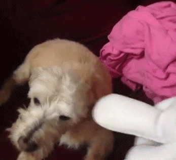 http://reho.st/gif/2ad2f07bee1f3ec79b1f0da62d3bf10bae0d4d4f.gif