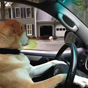 http://reho.st/gif/2cdd0dd78355255dbb08e082211e6a3f09521ac5.gif