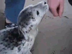 http://reho.st/gif/2d622f714781180ce7c68668a818a410c48ca892.gif