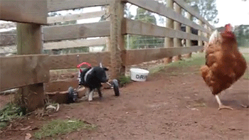 http://reho.st/gif/2dcef4259ffc9316c063004ff2eb3294735cb6ed.gif