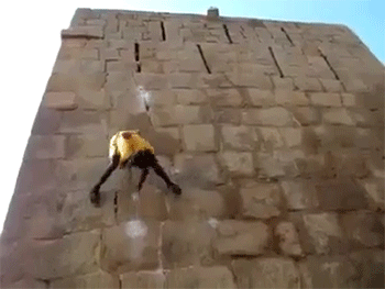 http://reho.st/gif/2f747c945b45a8266831ba7875a206e64dbb0fd8.gif