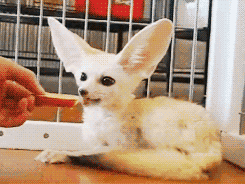 http://reho.st/gif/30596e68852704bb13d1108da05896c248047fa6.gif