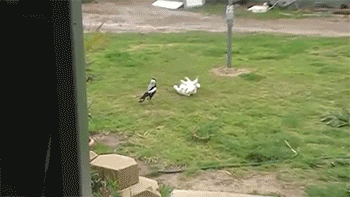 http://reho.st/gif/31c5a0d1e9ab6eab95ecd987edeac9fce718fef3.gif