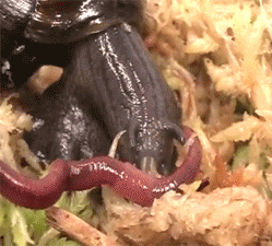 http://reho.st/gif/326a908a2c55ae419e50468db82ff640e45fc51d.gif