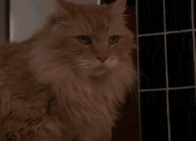 http://reho.st/gif/32b0cce263c880a5cc9fef517691af8e680101d2.gif