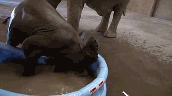 http://reho.st/gif/32ef1b69caa7263058dbc1011a15fb25f70b7af0.gif