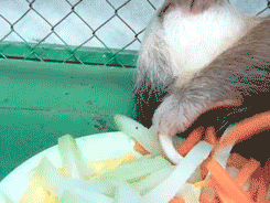 http://reho.st/gif/33177081c0c1f7e6715a45c01fbef666f1c41d11.gif