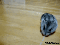 http://reho.st/gif/3773db5efeb6cc58474a0c552f16cf7dacc68a7f.gif