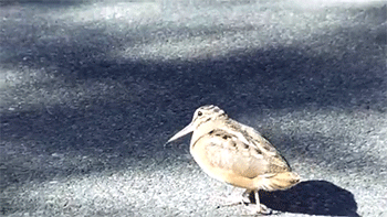 http://reho.st/gif/39772bae3b4ae9a1306139c1678c72f01f81516f.gif