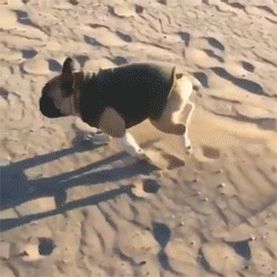 http://reho.st/gif/3a66211477d218e61b4a7c3e65ca6823601f47fe.gif