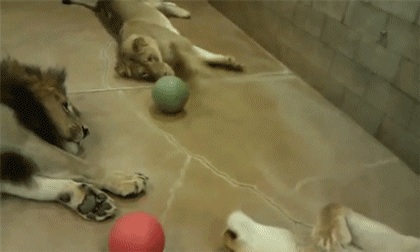 http://reho.st/gif/3b2affa235f7b4e2c5245ce5aaf7d8d45ab72e1d.gif