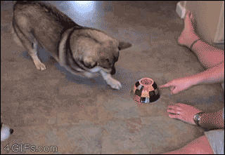 http://reho.st/gif/3d2c597c86be59a3ce3599d5b9d03ed06a33d15c.gif