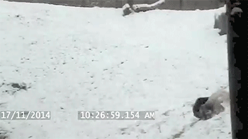 http://reho.st/gif/3d8607131781a79a574ac0208d1f41b9aad15da9.gif